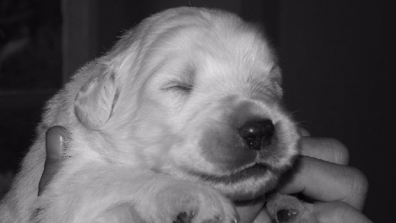 Du Domaine D'Hesperus - Berger de Podhale - Tatra - Portée née le 19/04/2015